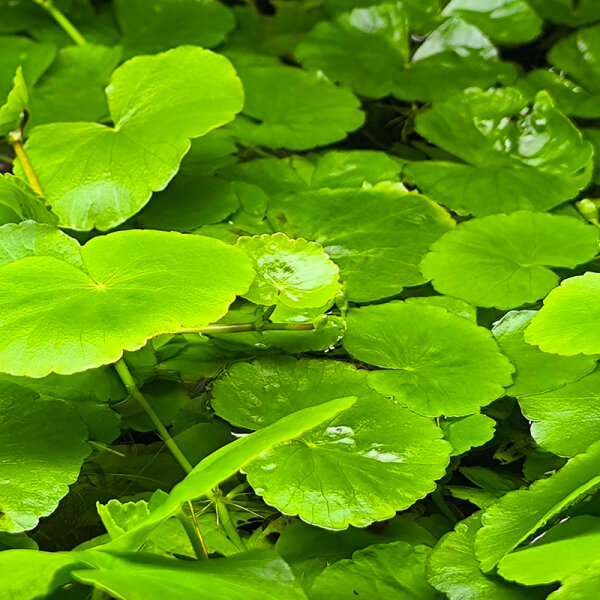 Hydrocotyle leucocephala - Brasilianischer Wassernabel