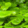 Hydrocotyle leucocephala - Brasilianischer Wassernabel