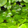 Hydrocotyle leucocephala - Brasilianischer Wassernabel