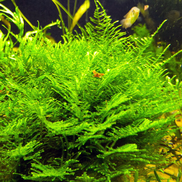 Taxiphyllum alternans (Taiwan Moos)