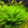 Taxiphyllum alternans (Taiwan Moos)