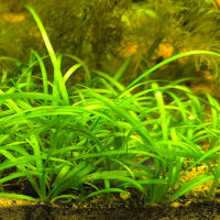 Sagittaria subulata - Flutendes Pfeilkraut