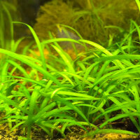 Sagittaria subulata - Flutendes Pfeilkraut