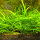 Sagittaria subulata - Flutendes Pfeilkraut