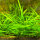 Sagittaria subulata - Flutendes Pfeilkraut