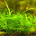 Sagittaria subulata - Flutendes Pfeilkraut
