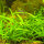 Sagittaria subulata - Flutendes Pfeilkraut