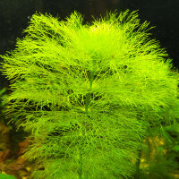 Limnophila aquatica - Riesen Sumpffreund