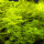 Myriophyllum matogrossense, Mato-Grosso-Tausendblatt