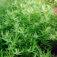 Rotala "Green" (Rotala rotundifolia...