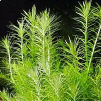 Mayaca fluviatilis, Mooskraut