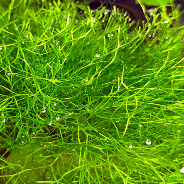 Riccia fluitans, Teichlebermoos