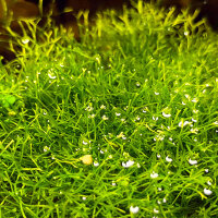 Riccia fluitans, Teichlebermoos
